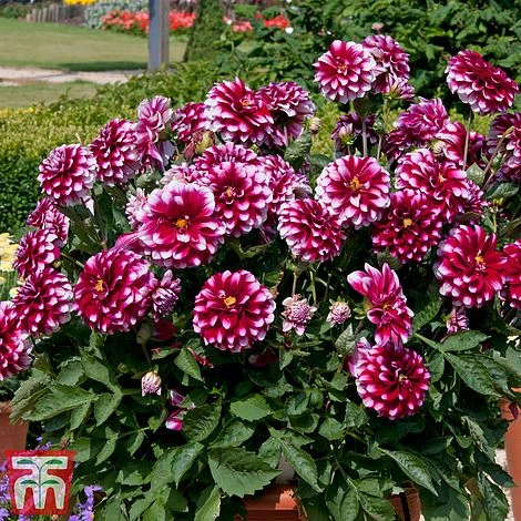 Dahlia 'Dalina Salinas' (The Windmill Dahlia) 1 Dahlia 'Dalina Salinas' (The Windmill Dahlia)