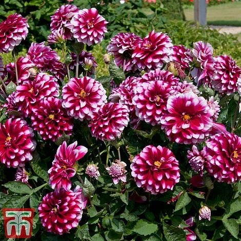 Dahlia 'Dalina Salinas' (The Windmill Dahlia) 2 Dahlia 'Dalina Salinas' (The Windmill Dahlia) - Image 2