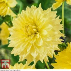 Dahlia 'Dinner Plate' Collection -Garden Supplies Sale DAHL WKB4101 C