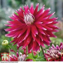 Dahlia 'Dinner Plate' Collection -Garden Supplies Sale DAHL WKB4101 D