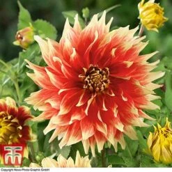 Dahlia 'Dinner Plate' Collection -Garden Supplies Sale DAHL WKB4101 E