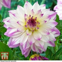 Dahlia 'Dinner Plate' Collection -Garden Supplies Sale DAHL WKB4101 F