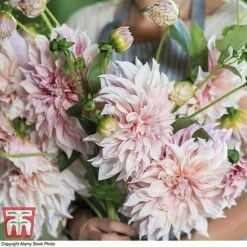 Dahlia 'Dinner Plate' Collection -Garden Supplies Sale DAHL WKB4101 G