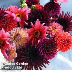 Dahlia 'Autumn Shades Mix' -Garden Supplies Sale DAHL AUTUMNSHA T44259