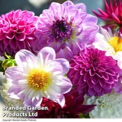 Dahlia 'Berry Sorbet Mix' -Garden Supplies Sale DAHL BERRYSORB T44251