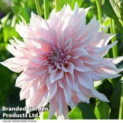 Dahlia 'Café Au Lait Collection' -Garden Supplies Sale DAHL CAFEAULAI T44276