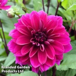 Dahlia 'Dark Diamond Mix' -Garden Supplies Sale DAHL DINNERPLA W51602