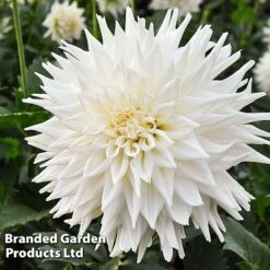 Dahlia 'Beautiful Bouquet Collection' -Garden Supplies Sale DAHL FLEUREL W51738