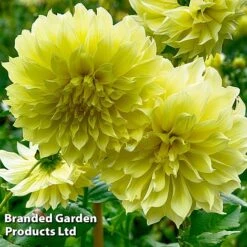Dahlia 'Dark Diamond Mix' -Garden Supplies Sale DAHL KELVINFLO W51737