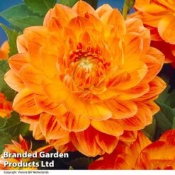 Dahlia 'Perfect Patchwork Collection' -Garden Supplies Sale DAHL ORANGEPER H51724