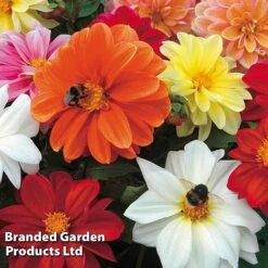 Summer Plant & Seed Collection -Garden Supplies Sale DAHL PATIOCHOI S223731