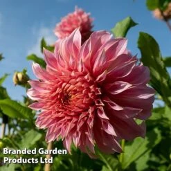 Dahlia 'Dark Diamond Mix' -Garden Supplies Sale DAHL PENHILLWA L45035