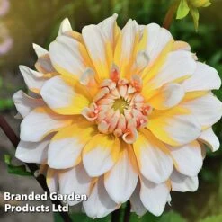 Dahlia 'Perfect Patchwork Collection' -Garden Supplies Sale DAHL PERFPATCH W51606