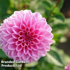 Dahlia 'Perfect Pompom Collection' -Garden Supplies Sale DAHL POMPOMCOL W51603