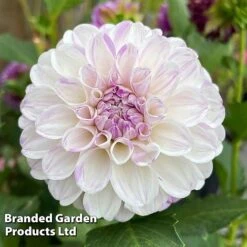 Dahlia 'Perfect Pompom Collection' -Garden Supplies Sale DAHL POMPOMCOL W51604