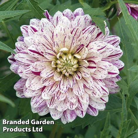 Dahlia 'Smokey' 2 Dahlia 'Smokey' - Image 2