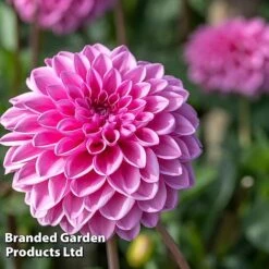 Dahlia 'Beautiful Bouquet Collection' -Garden Supplies Sale DAHL SWEETLOVE W51729