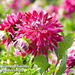 Dahlia 'Dark Diamond Mix' -Garden Supplies Sale DAHL VANCOUVER S28872