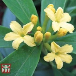 Daphne Gemmata 'Royal Crown' -Garden Supplies Sale DAPH T79753 B