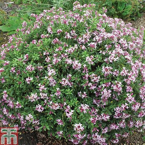 Daphne X Transatlantica 'Pink Fragrance' 2 Daphne X Transatlantica 'Pink Fragrance' - Image 2