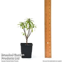 Daphne X Transatlantica 'Pink Fragrance' 5 Daphne X Transatlantica 'Pink Fragrance' -Garden Supplies Sale DAPH PINKFR9CM T45492