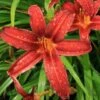 Hemerocallis 'Crimson Pirate'