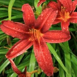 Hemerocallis 'Crimson Pirate'