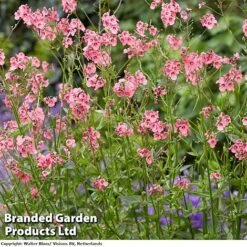 Diascia Personata 'Hopleys' -Garden Supplies Sale DIACIAPERSONATAHOPLEYS A