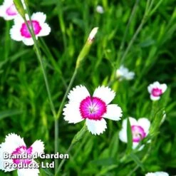 Dianthus Deltoides 'Arctic Fire' -Garden Supplies Sale DIAN ARCTICFIR S44995