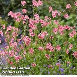 Diascia Personata 'Hopleys' -Garden Supplies Sale DIAS WKC7169 D