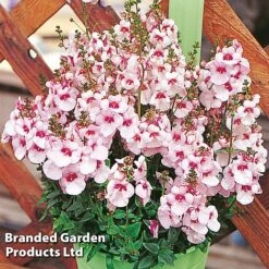 Diascia 'Divara Collection' -Garden Supplies Sale DIAS DIVBLUSH S45555