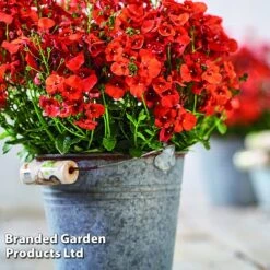 Diascia 'Divara Collection' -Garden Supplies Sale DIAS DIVORANGE S45559