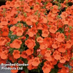 Diascia 'Divara Collection' -Garden Supplies Sale DIAS DIVORANGE S45560