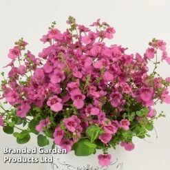 Diascia 'Divara Collection' -Garden Supplies Sale DIAS DIVPINK S45561