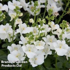 Diascia 'Divara Collection' -Garden Supplies Sale DIAS DIVWHITE S45557