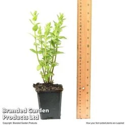 Diascia Personata 'Hopleys' -Garden Supplies Sale DIAS HOPLEY9CM T49943