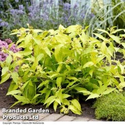 Diervilla Rivularis 'Honeybee' -Garden Supplies Sale DIER HONEYBEE H61937