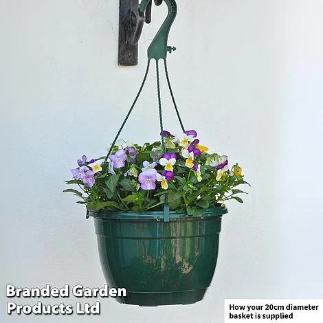 Viola 'Ice Babies' Pre-Planted Hanging Basket 2 Viola 'Ice Babies' Pre-Planted Hanging Basket - Image 2