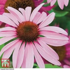 Bare Root Perennial Collection 10 Bare Root Perennial Collection -Garden Supplies Sale ECHI 10499 A1