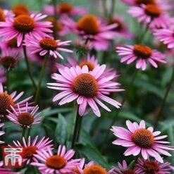 Everlasting Perennial Collection -Garden Supplies Sale ECHI 10499 B1