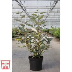 Elaeagnus X Ebbingei 'Eleador' -Garden Supplies Sale ELAE TKA3110 A