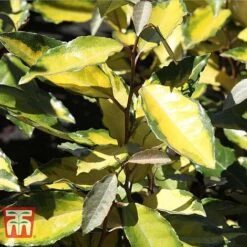 Elaeagnus X Ebbingei 'Eleador' -Garden Supplies Sale ELAE TKA3110 C
