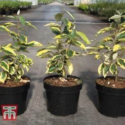 Elaeagnus X Submacrophylla 'Gilt Edge' -Garden Supplies Sale ELAE TKA3114 A