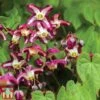Epimedium 'Rubrum'