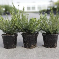 Erica Carnea -Garden Supplies Sale ERIC CARNEA S45441 NOW