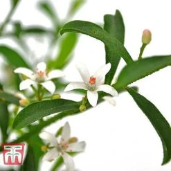 Philotheca Myoporoides - Gift -Garden Supplies Sale ERIO WKB9336 B