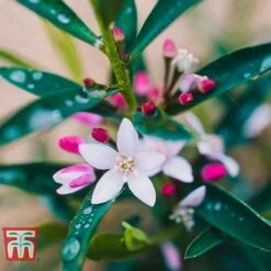 Philotheca Myoporoides - Gift