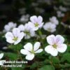 Erodium Reichardii 'White'