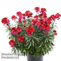 Erysimum 'Colour Vibe Red' -Garden Supplies Sale ERYS COLOURVIB H49882