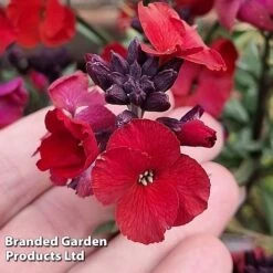 Erysimum 'Colour Vibe Red' -Garden Supplies Sale ERYS COLOURVIB H49883
